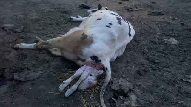 Корова телится. смотреть онлайн