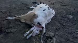 Корова телится.