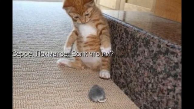 Прикольное видео про котят/ A Funny Cat Videos Compilation 2016