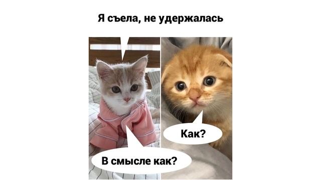 МИМИКРОН))) Приколы с котами | Мемозг 991 смотреть онлайн