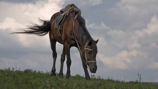 Песня "Есаул". Кавер смотреть онлайн