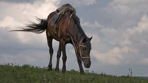 Песня "Есаул". Кавер
