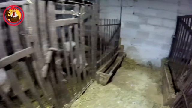 Смешные козочки и козлы смотреть онлайн