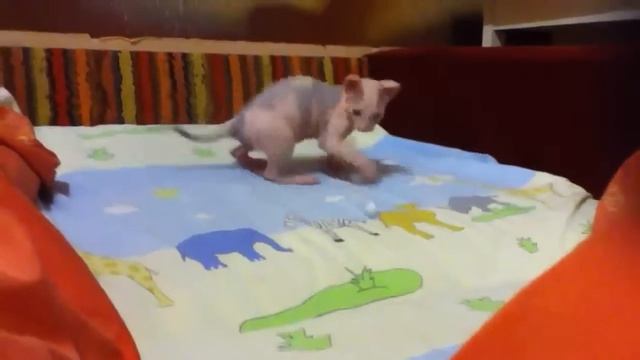 Сфинкс и шарик из фольги смотреть онлайн