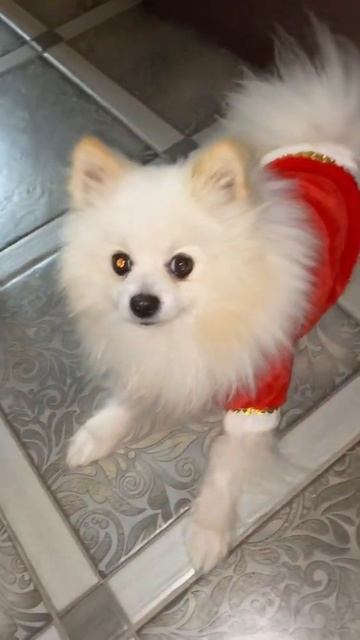 #шпицджонни уставший от праздников смотреть онлайн