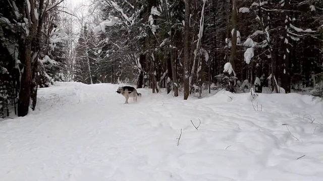 Овчар Дарик и мелкий Сем  И не факт, что победит Дарик смотреть онлайн