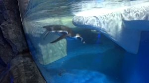 Сочинский пингвинарий