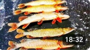 Бешеный клев Щуки. Вот это ДА! Такой Рыбалки мы не ожидали! Удачное открытие сезона.