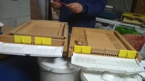 Турецкий донный пыльцесборник