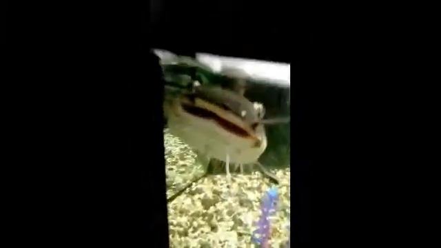 Выставка рыбок в музее