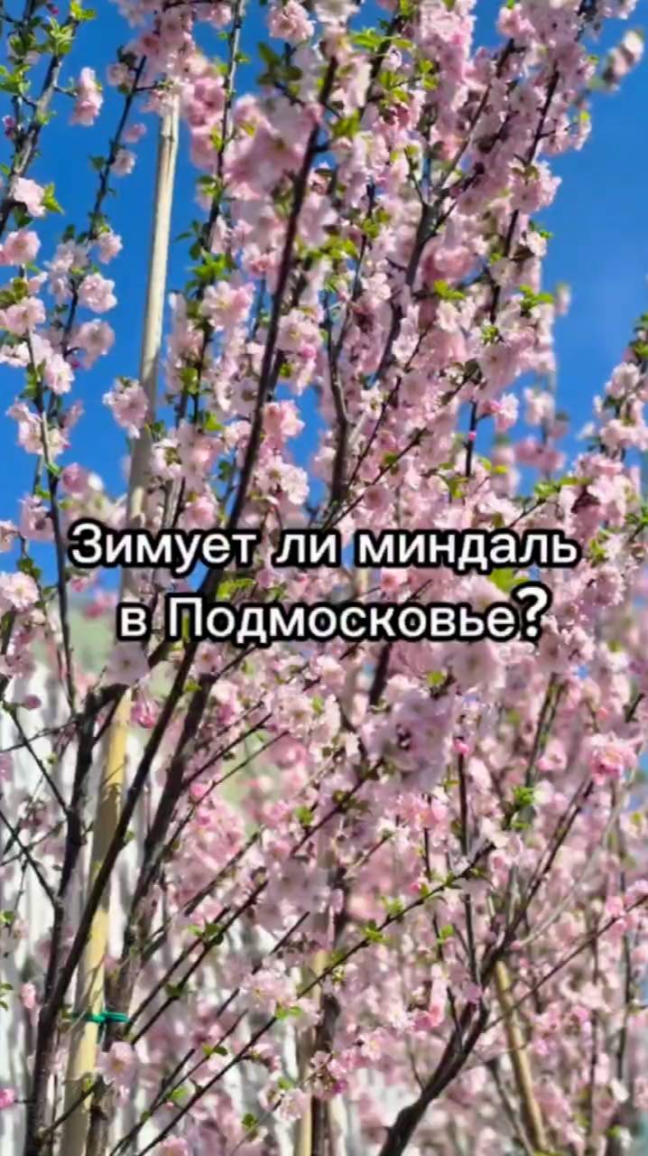 Можно ли вырастить миндаль в Подмосковье?