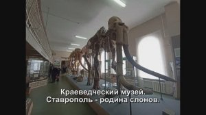 Ставрополь - родина слонов. Краеведческий музей.