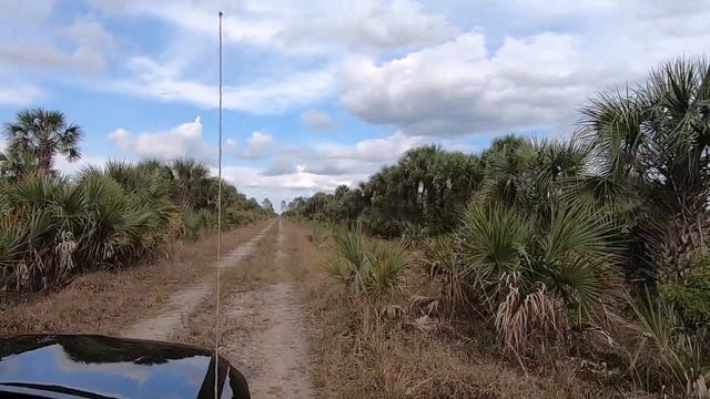 ЛЕС ТЕРПЯЩИЙ БЕДСТВИЕ смотреть онлайн