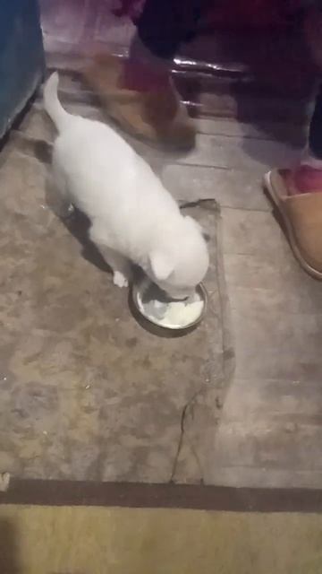 1 февраля 2023 г. снежок кушает смотреть онлайн