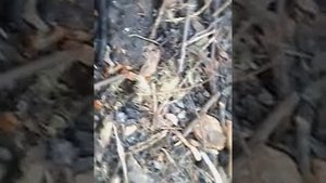 Приручили дикую мышь