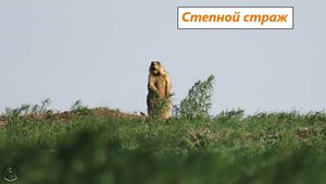 Степной страж за работой. Ростовская область, 21.04.25