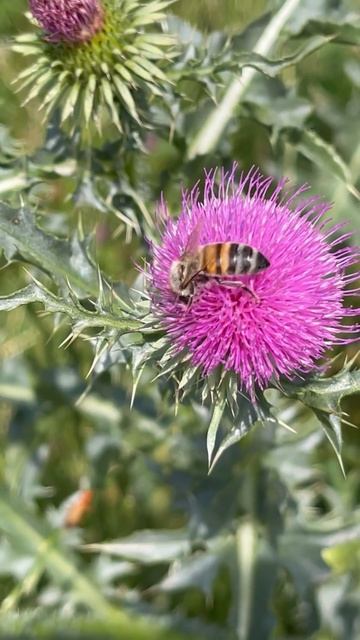 Ловим моменты лета красотаприроды природа лето nature цветы shortvideo пчёлы flowers