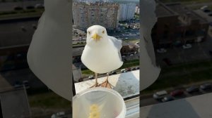 Чайка гавкает