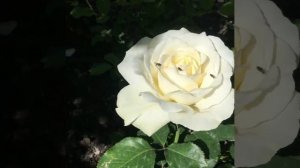 Роза Irina. Christian Evers. Германия, 2007г