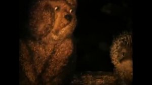 Молчание ягнят