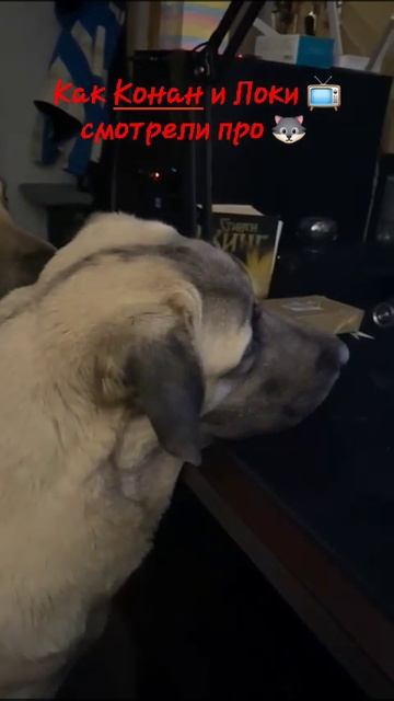 Как Коня и Локи📺смотрели🐺 Приколы. Собаки. Кангал и человек.Наши кангалы. Смешные видео. Животные смотреть онлайн