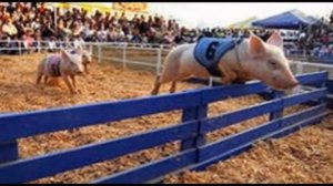 Прикольные свиньи