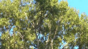 Потерявский вечер.  Коровы, отара.  10. 08. 2016