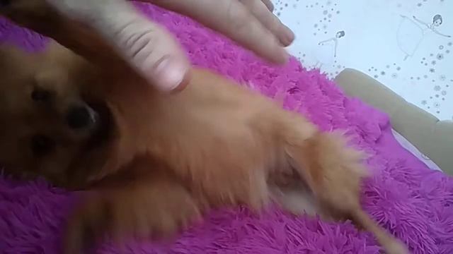 Прикольная собачка смотреть онлайн