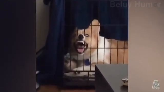 Та самая бешеная собака ржёт в клетке смотреть онлайн