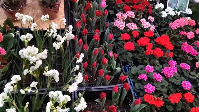 Цветочный рынок Краснодар 14 февраля 2024 г смотреть онлайн