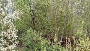 Красивый прудик