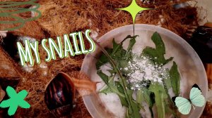 ✨🐌Улитки едят листья одуванчиков🐌✨