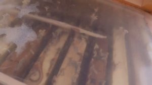 Осмотр пчёл 3 февраля 2025 года, сколько осталось 🍯 мёда