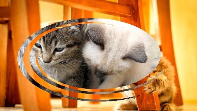 Забавные кошки. Слайд шоу смотреть онлайн