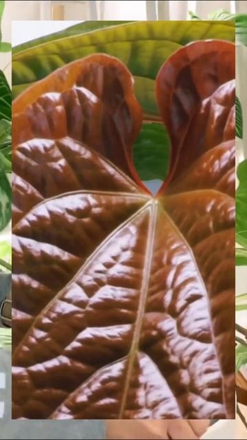 Gorgeous Growth: Anthurium Radicans x Luxurians Reveals a Stunning New Leaf! смотреть онлайн