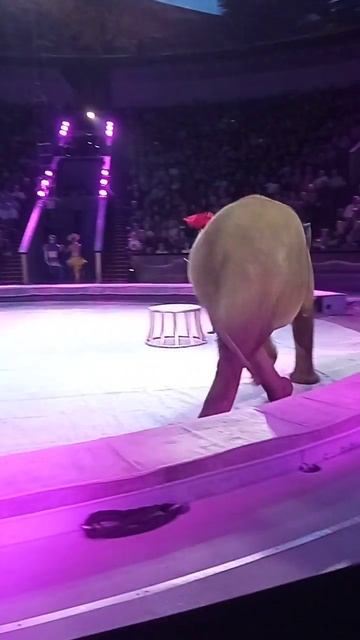 Слоны в цирке на Вернадского 2 смотреть онлайн
