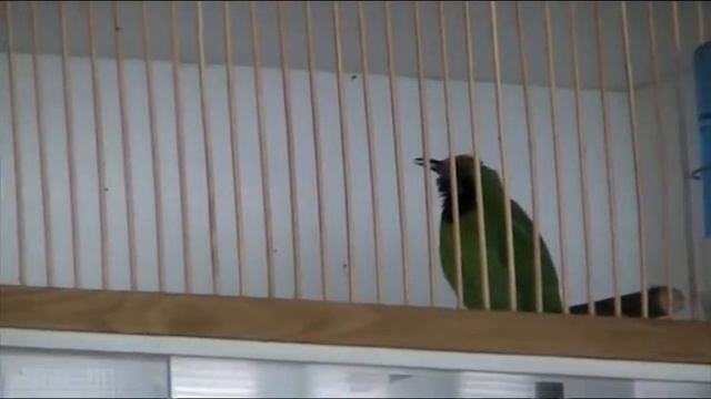 Выставка птиц Сергея Рынды10