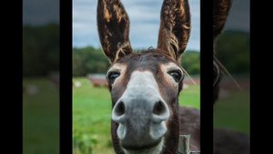 Осёл прикол 2019 17мл просмотров