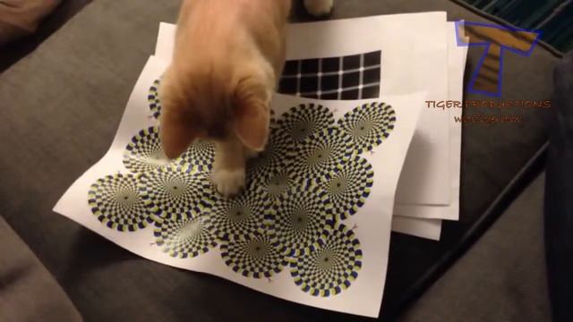 Милые кошки в замешательстве Забавный Кот компиляции смотреть онлайн