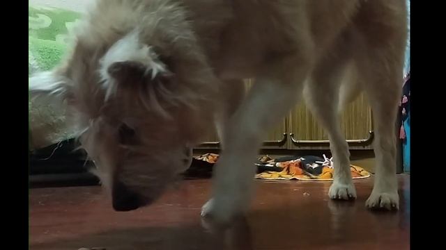 смешные видео и фото смотреть онлайн