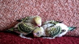 Птенцы волнистого попугая 20 дней