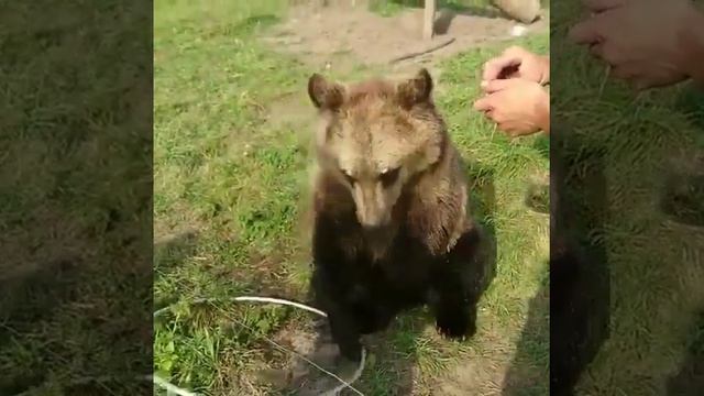 Медвежонок Вася. Bear Vasiliy.