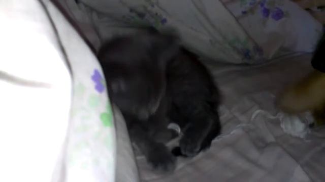Кот дает пощечину собаке
