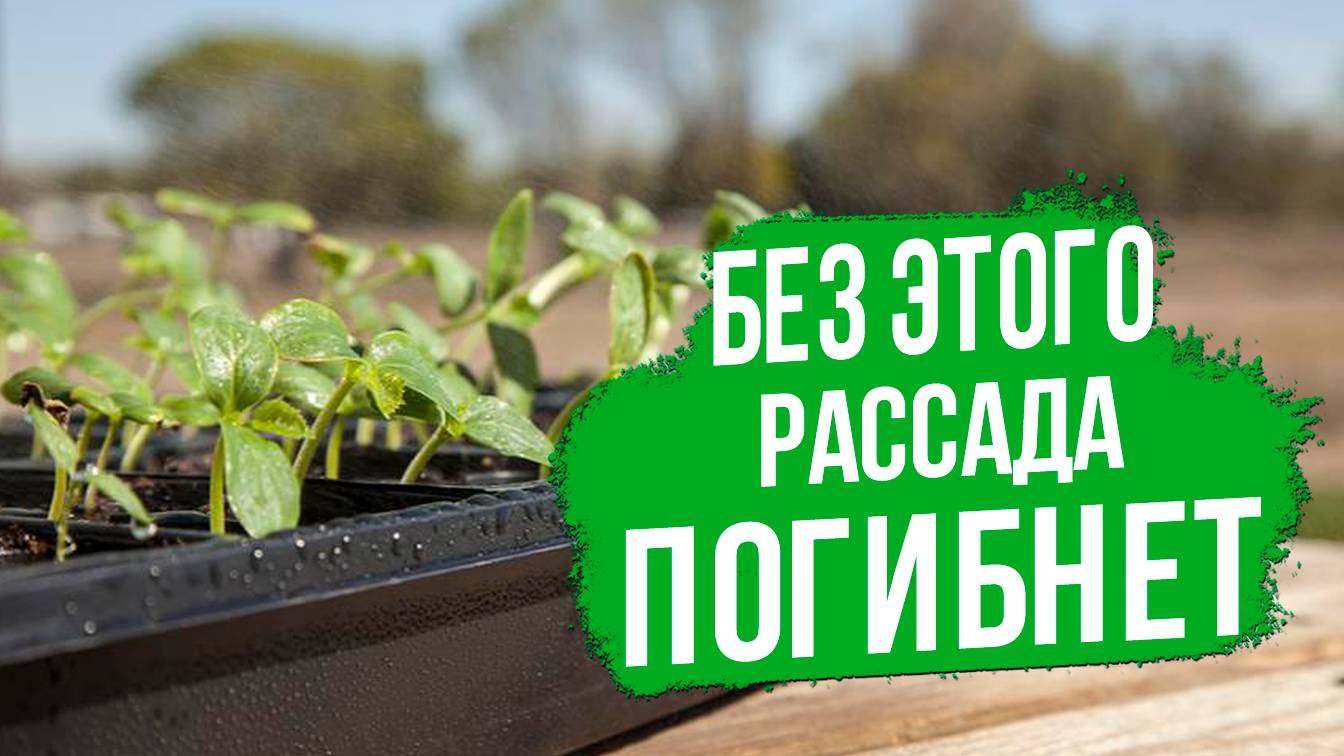 Как правильно проводить закаливание рассады перед высадкой в грунт?