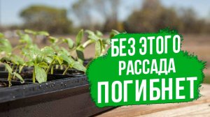 Как правильно проводить закаливание рассады перед высадкой в грунт?