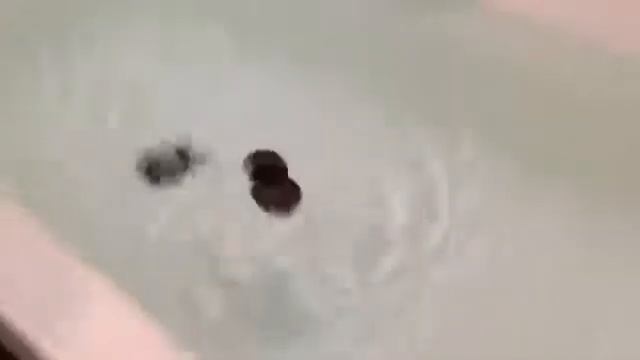 Хомяк Прикол смотреть онлайн