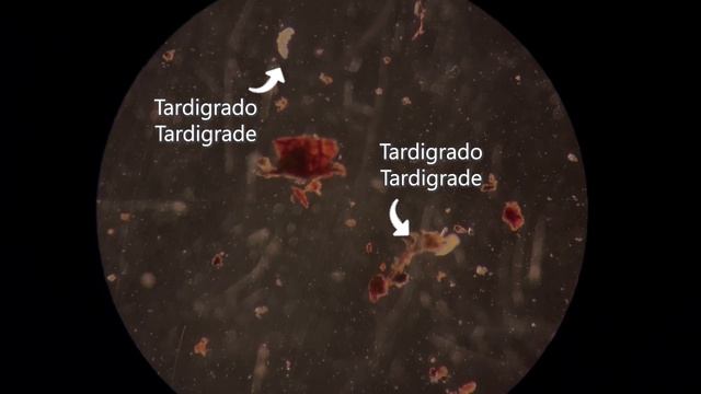 Easy tutorial for tardigrade extraction (English & Italian) смотреть онлайн