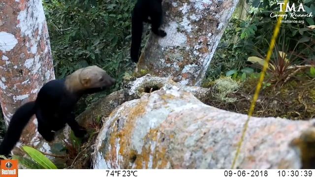 Canopy Camera Traping: Tayra 3