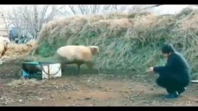 Приколдар(3) смотреть онлайн