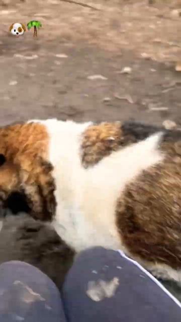 возьмидругаизприюта шортсковчегялтаприкол 7 978 899-25-45